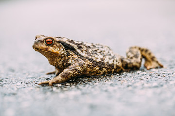 Toad crawling on wet ground