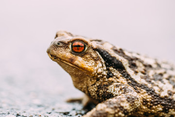 Toad crawling on wet ground