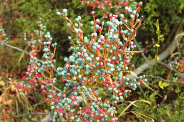 brightly colored fruit of a shrub of the pistachio