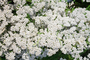 White yarrow. Pattern of flowers.