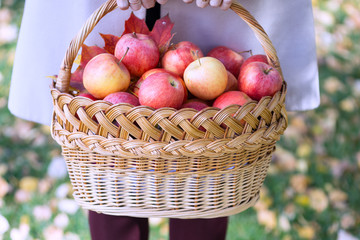 juicy apples in a basket in the garden