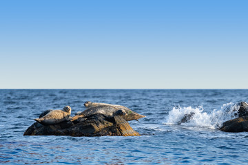 Seascape with a  seals. North-East Coast of Primorsky Krai of Russia