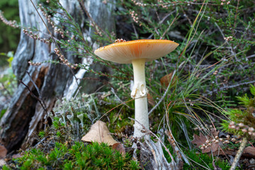 Fliegenpilz im Wald