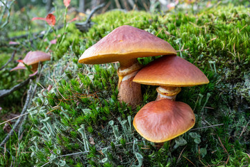 Gold Röhrling Suillus grevilei Pilzgruppe