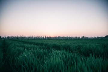 sunset over green field