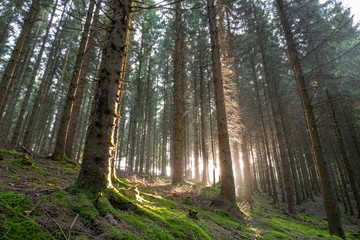 Obraz premium Nadelwald mit Sonne im Herbst