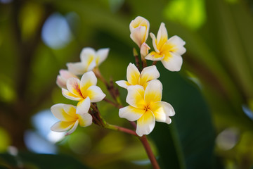 Obraz na płótnie Canvas Closeup of flowers of plumeria
