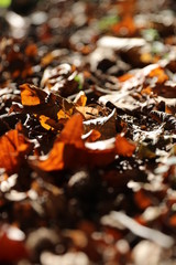 Autumn in the forest