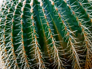 close up of cactus