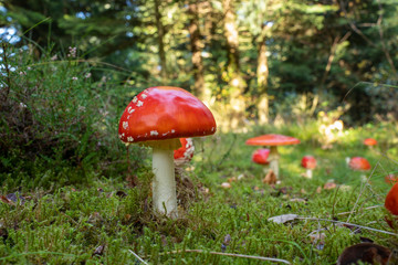 Fliegenpilz im Wald
