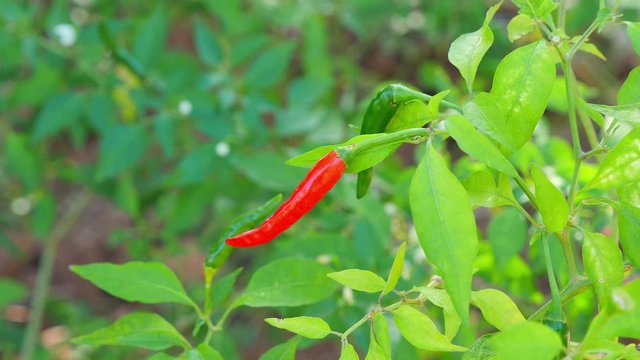 Red pepper growing on chilli tree in the backyard