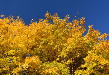 Yellow autumn tree with blue sky stock images. Beautiful natural yellow blue background. Autumn yellow background. Autumn tree with golden yellow leaves and blue sky stock images