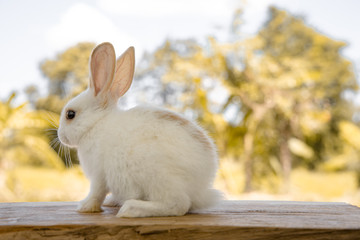 The rabbit sit on the wood with light bokeh form nature background. Easter day
