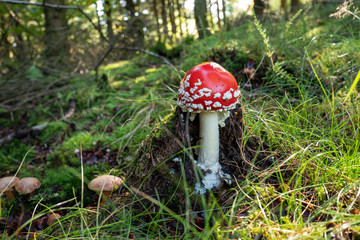 Fliegenpilz im Wald