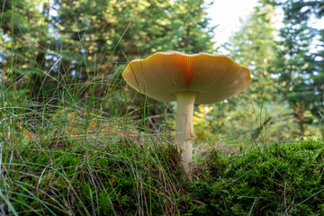 Fliegenpilz im Wald