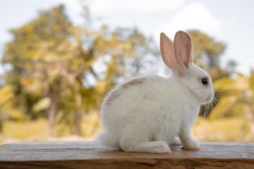 The rabbit sit on the wood with light bokeh form nature background. Easter day