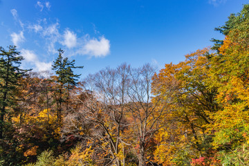 Fototapeta premium Towada Hachimantai National Park in early autumn