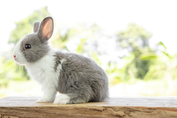 Obraz premium The rabbit sit on the wood with light bokeh form nature background. Easter day