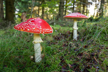 Fliegenpilz im Wald