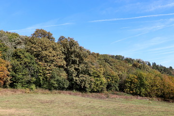 Autumn warm sunlight peace, trees, plant