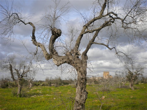 Oliveto Infettato Dal Batterio Xylella Fastidiosa