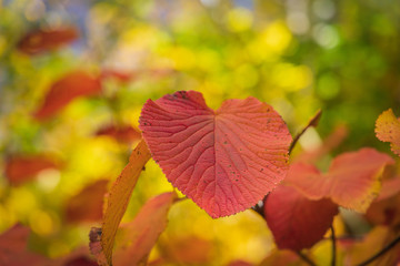 Towada Hachimantai National Park in early autumn