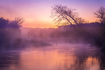 Leaning trees over river in fog during sunrise