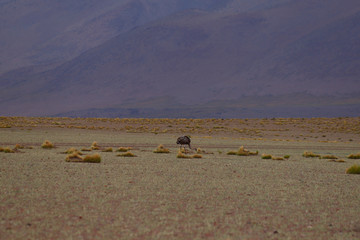 A Nandu (rhea) in the desert landscapes in the highlands of Bolivia. Andean landscapes of the Bolivia Plateau