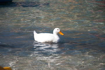 duck on lake Kournas