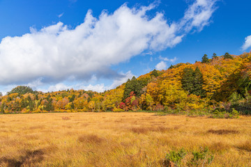 Fototapeta premium Towada Hachimantai National Park in early autumn