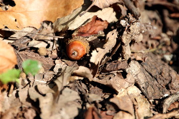 Autumn warm sunlight peace, trees, plant