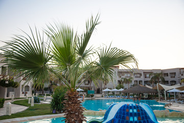 Closeup of doum palm near the pool