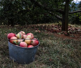 Old tin Bucket of Organic freshly picked apples in an orchard, selective focus