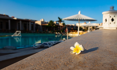 flower of plumeria on resort background