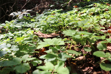 Autumn warm sunlight peace, trees, plant