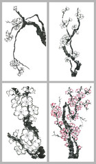 Set of a branch of a blossoming sakura. Contour   flowers of plum mei and  wild cherry . Watercolor and ink illustration of tree in style sumi-e, go-hua,  u-sin. Oriental traditional painting.