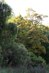 Fototapeta premium Autumn warm sunlight peace, trees, plant