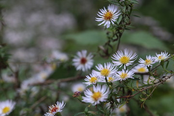 Autumn warm sunlight peace, trees, plant
