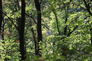 Autumn warm sunlight peace, trees, plant