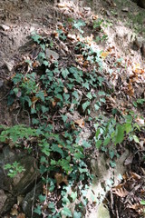 Autumn warm sunlight peace, trees, plant