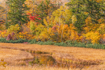 Fototapeta premium Towada Hachimantai National Park in early autumn