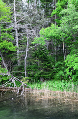 Dry branches and grass on river shore