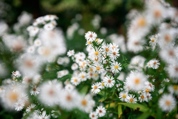 Daisies on a field in autumn
