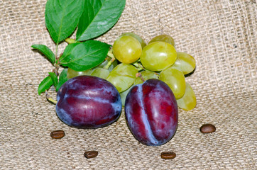 Ripe juicy blue plums, coffee grains, grapes and a green twig lie on a rough canvas, concept of autumn fruit harvest