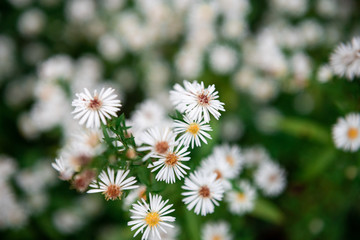Daisies on a field in autumn