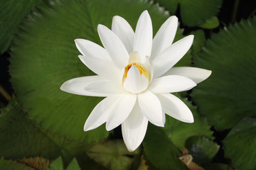 water lily