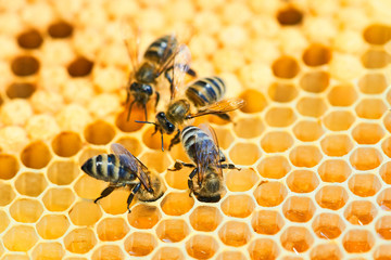 Macro photo of a bee hive on a honeycomb with copyspace. Bees produce fresh, healthy, honey.