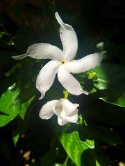 White flowers