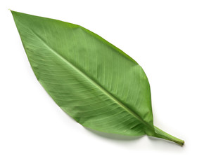 Green tropical leaf isolated on white