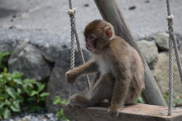 Obraz premium 子猿